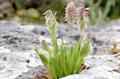 goldentop grass